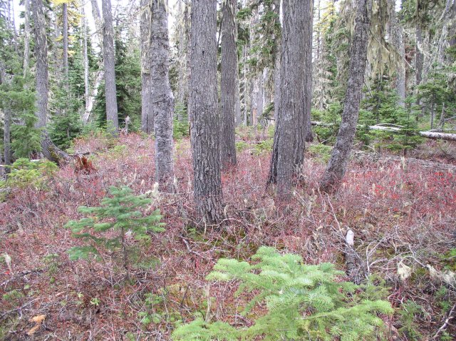 Newton Creek Oct 16 2005 079 